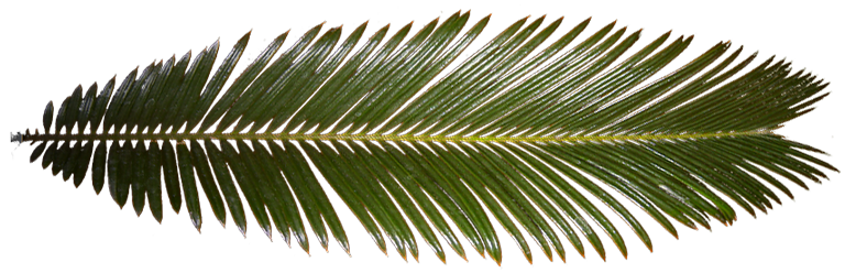 The texture used to draw the palm fronds in the sample app.